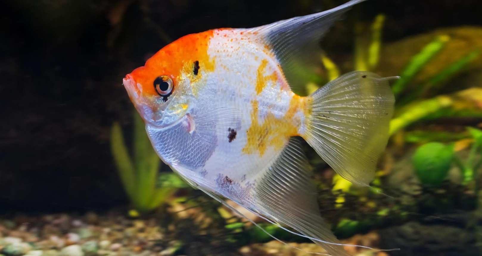Reptiles et poissons à vendre Grandby